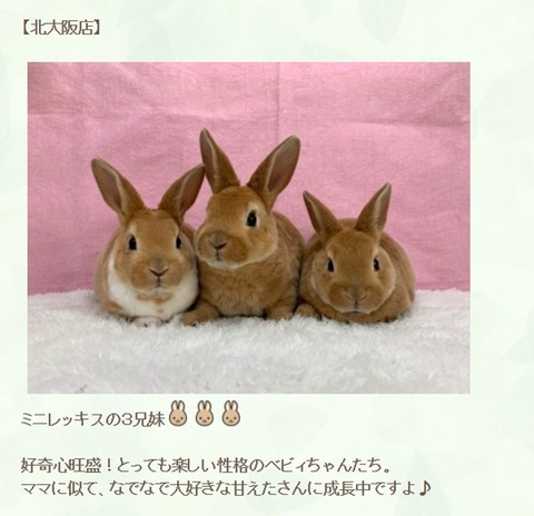 スクリーンショット 2020-12-21 131950-20201221