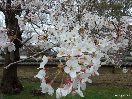 醍醐寺１６