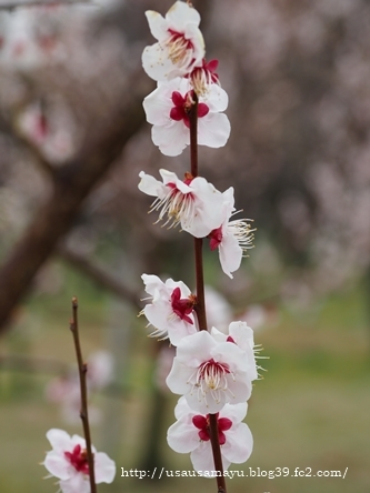 長居植物園８