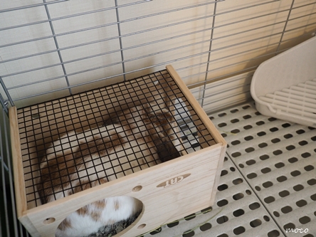 Mayutti Blog モコ 新しいハウスの居心地はどうですか