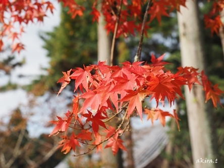 醍醐寺