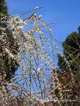 城南宮の梅