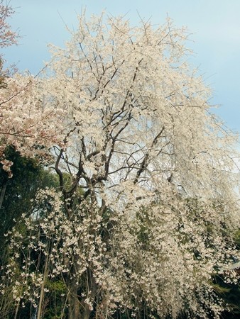 醍醐寺１３