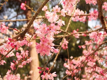 醍醐寺１１