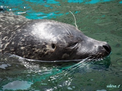 京都水族館