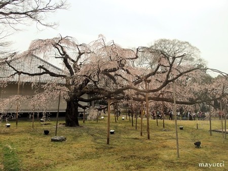 醍醐寺１５