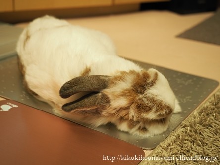 Mayutti Blog アルミプレートはすべる