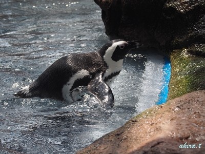 京都水族館