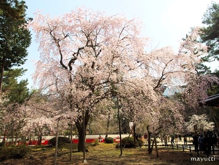 醍醐寺２