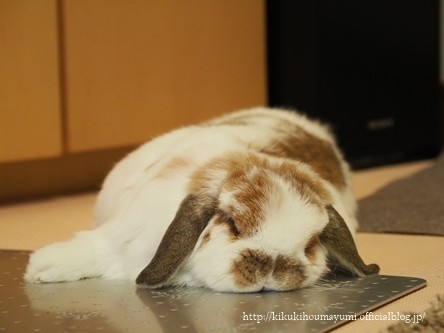 Mayutti Blog アルミプレートはすべる