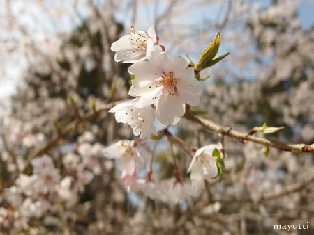醍醐寺3