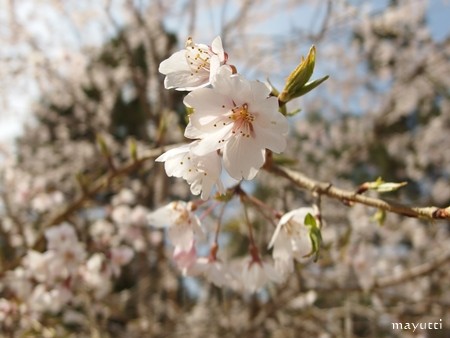 醍醐寺３