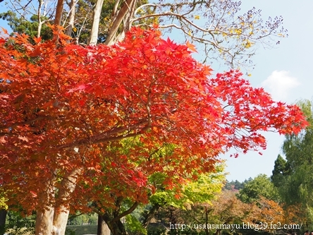 奈良紅葉