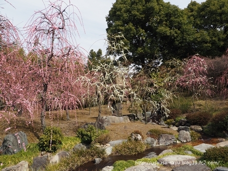 城南宮の梅