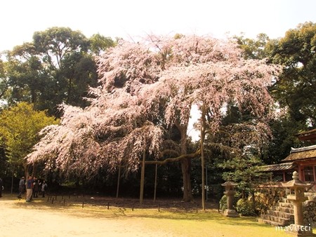 醍醐寺１