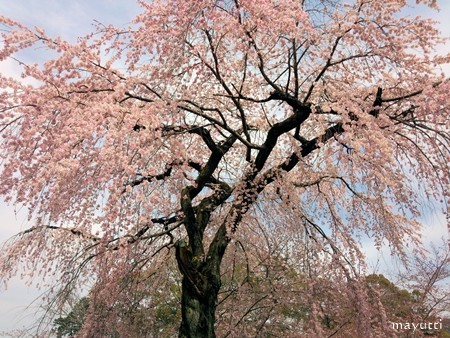 醍醐寺２０