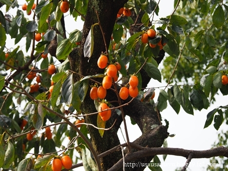 奈良紅葉