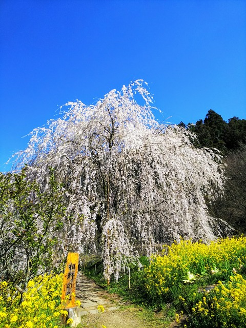 DSC_0090~2