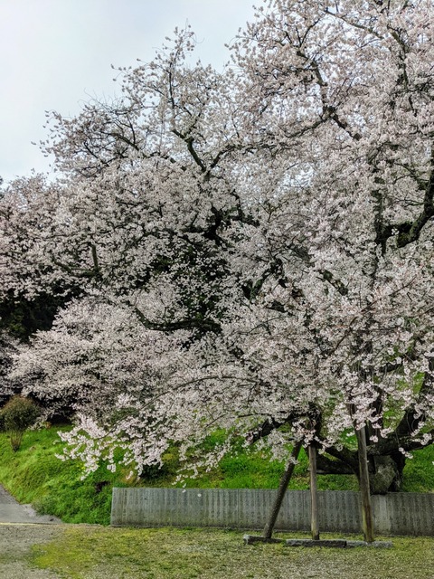 PXL_20210321_052606531_1_1