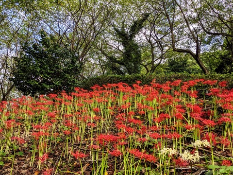 PXL_20200926_060417706_1