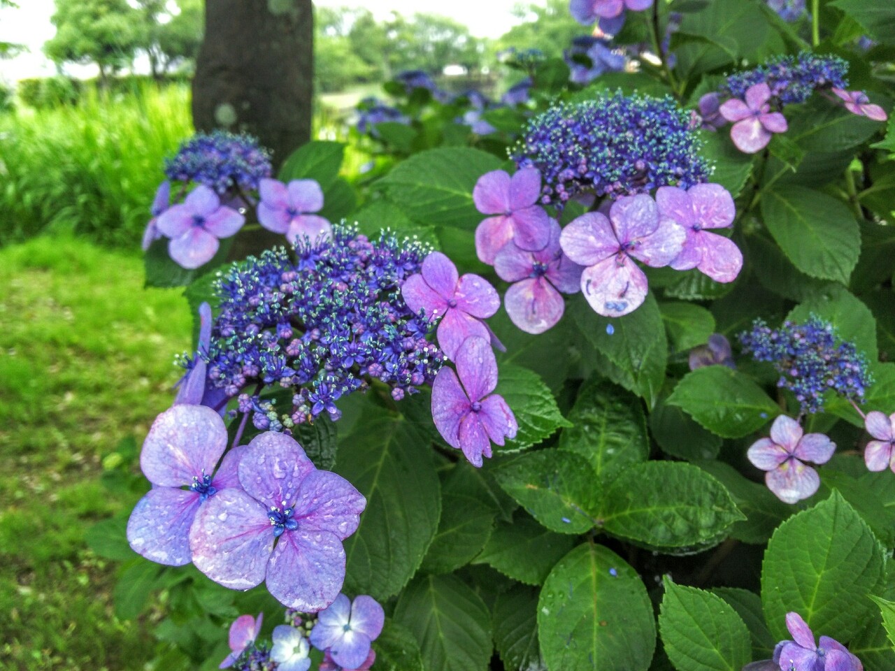 ひょこたん池公園の紫陽花 17年6月 松前町 新 愛媛さすらい日記