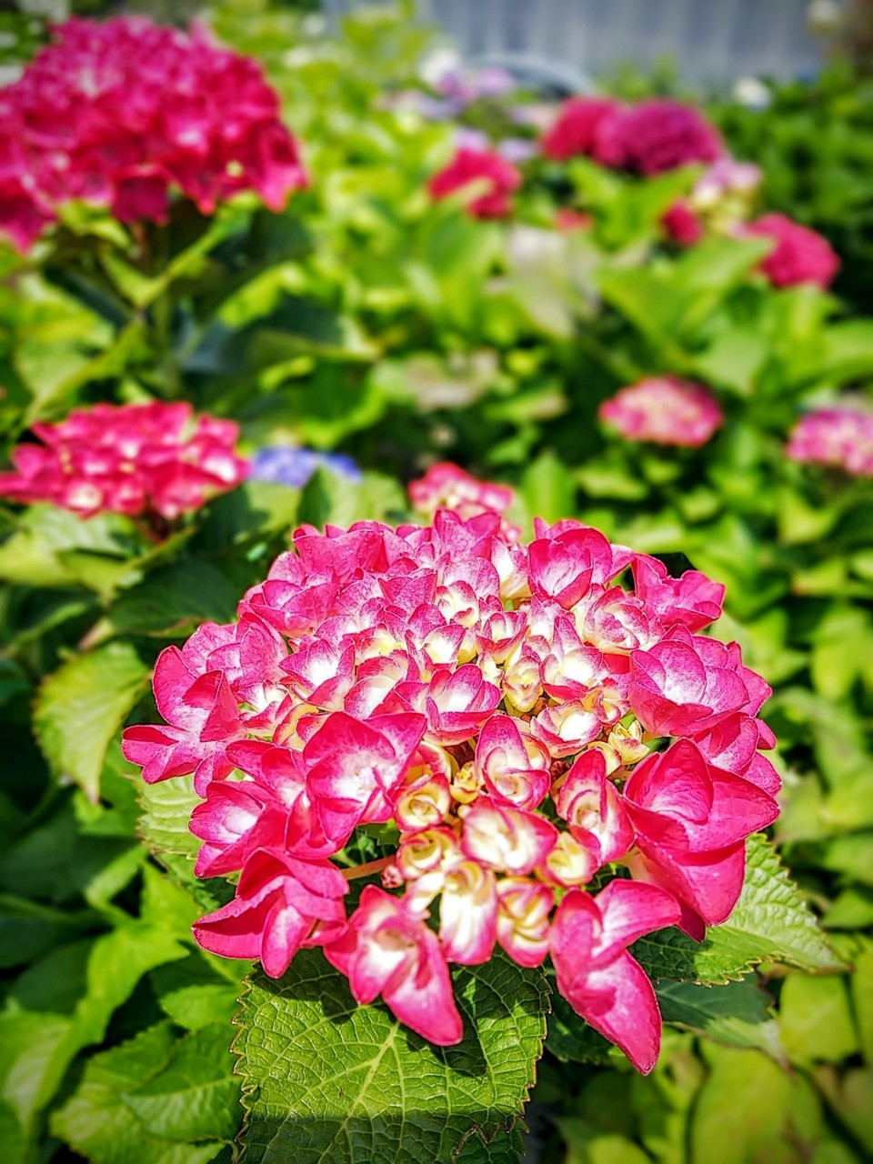 竹形アジサイ園 18年6月 西条市 新 愛媛さすらい日記 竹形アジサイ園 18年6月 西条市 新 愛媛さすらい日記