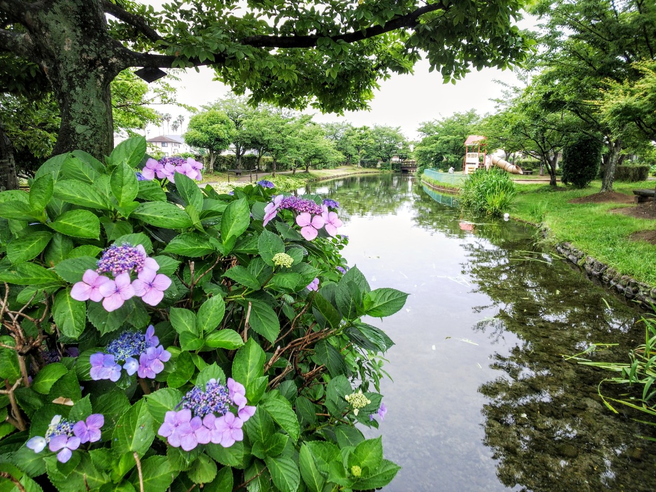 ひょこたん池公園の紫陽花 18年6月 松前町 新 愛媛さすらい日記