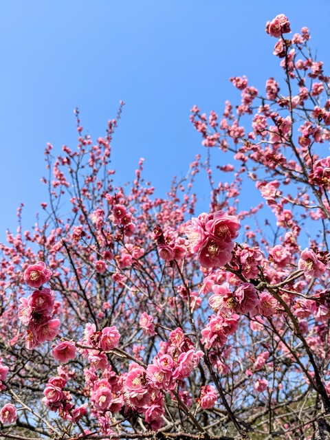 PXL_20210221_031613306_1