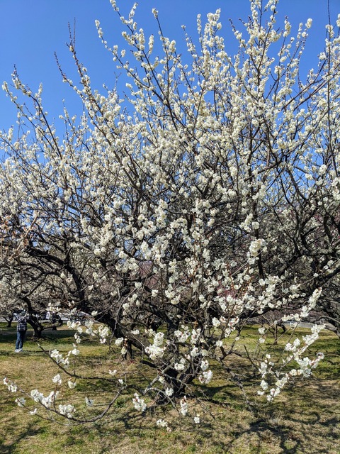 PXL_20210221_031410951_1