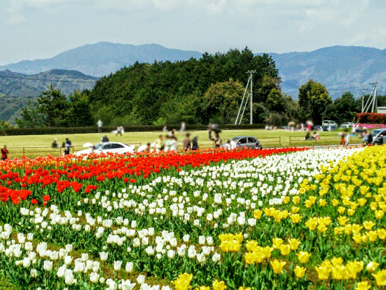 フラワーパークおおず 17年4月 大洲市 新 愛媛さすらい日記 フラワーパークおおず 17年4月 大洲市 新 愛媛さすらい日記