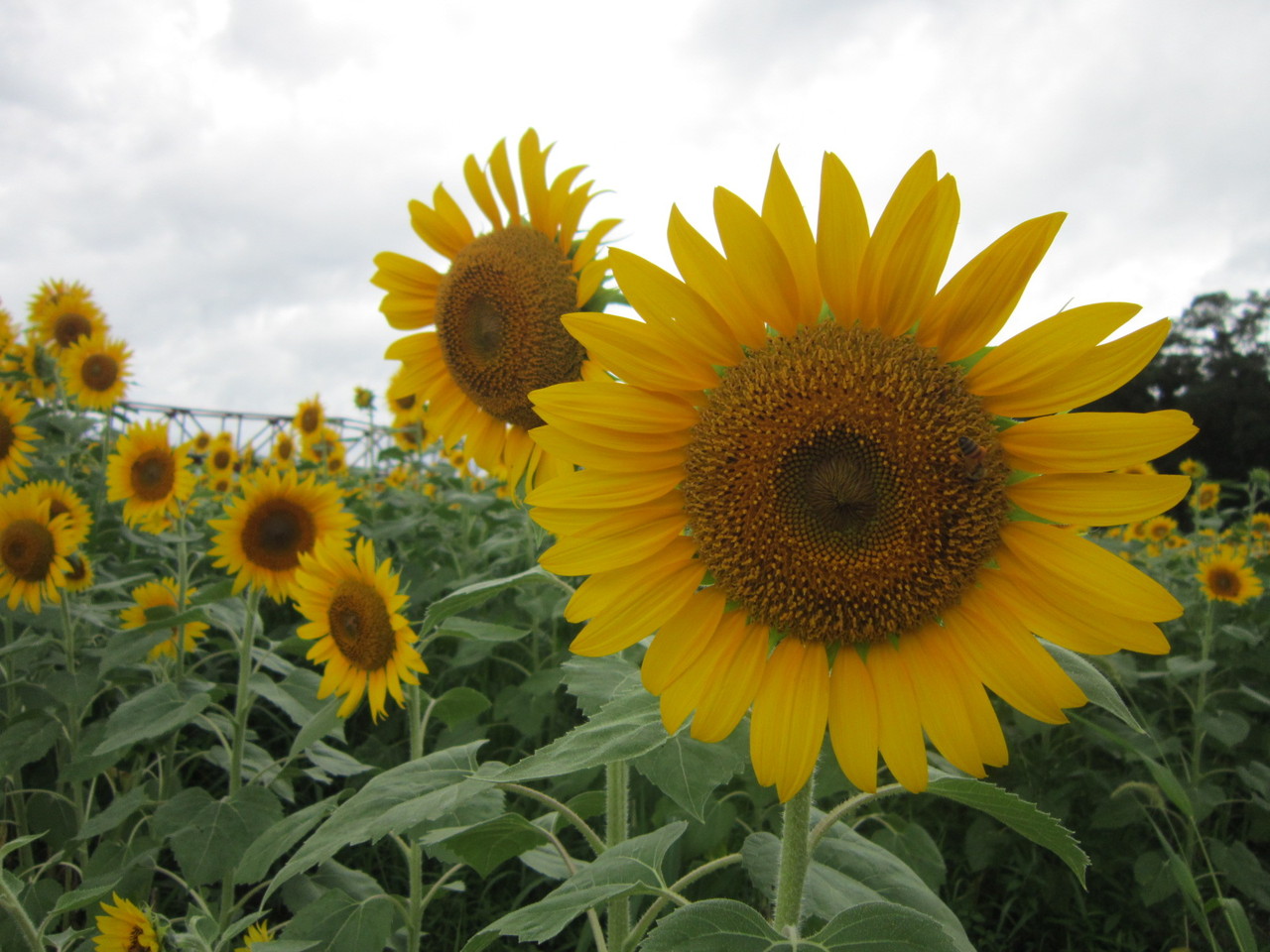 五郎河川敷のひまわり 14年8月 大洲市 新 愛媛さすらい日記