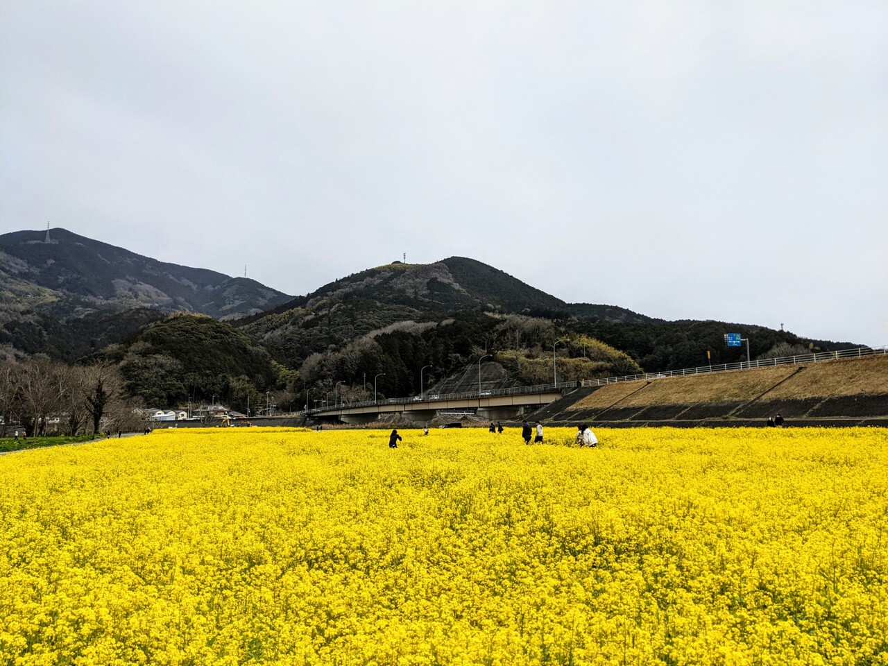 五郎河川敷 畑の前河川敷 21年3月 大洲市 新 愛媛さすらい日記 五郎河川敷 畑の前河川敷 21年3月 大洲市 新 愛媛さすらい日記