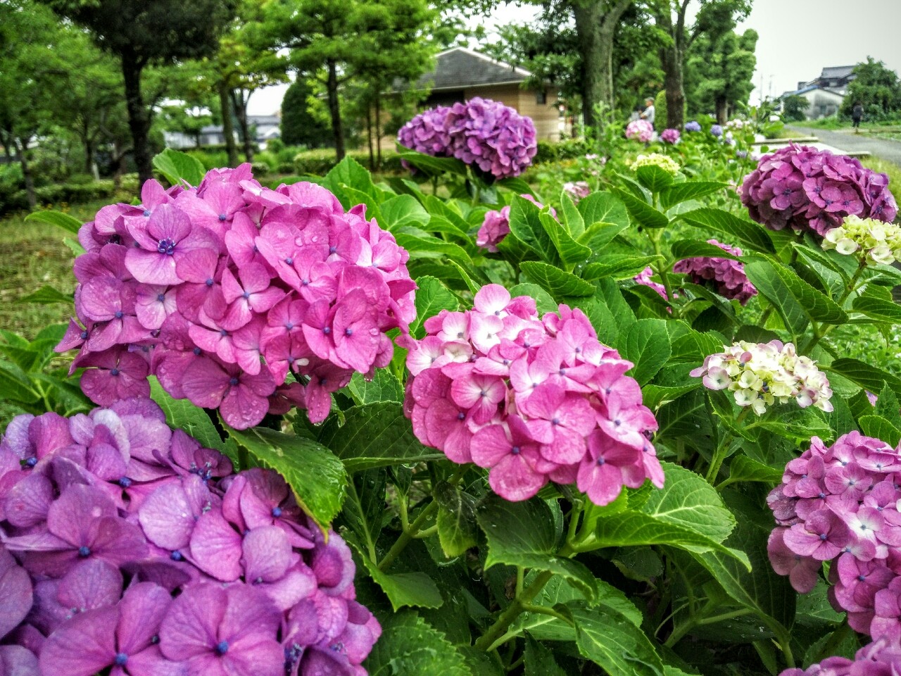 ひょこたん池公園の紫陽花 17年6月 松前町 新 愛媛さすらい日記