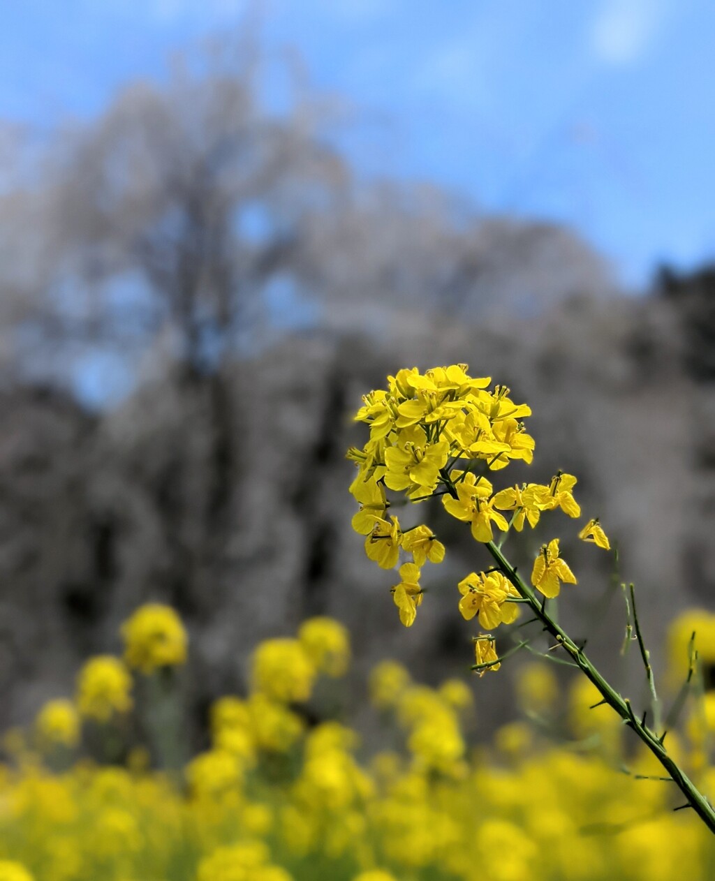 相野の花 21年3月 内子町 新 愛媛さすらい日記