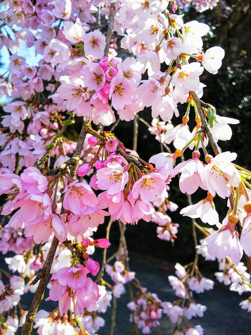 御祓の枝垂れ桜 ~2019年3月~(内子町) : 新・愛媛さすらい日記
