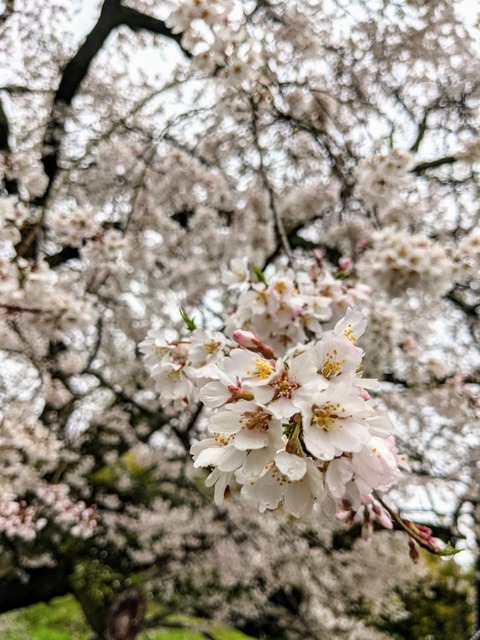 PXL_20210321_052717453_1