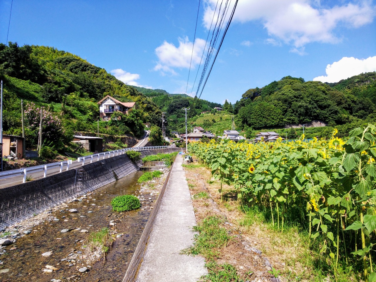 中津川地区のひまわり畑 18年8月 八幡浜市 新 愛媛さすらい日記