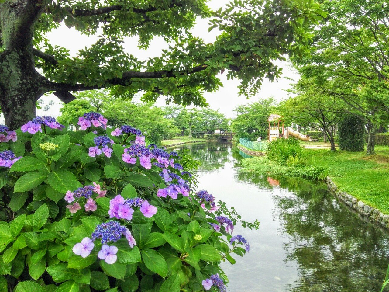 ひょこたん池公園の紫陽花 17年6月 松前町 新 愛媛さすらい日記