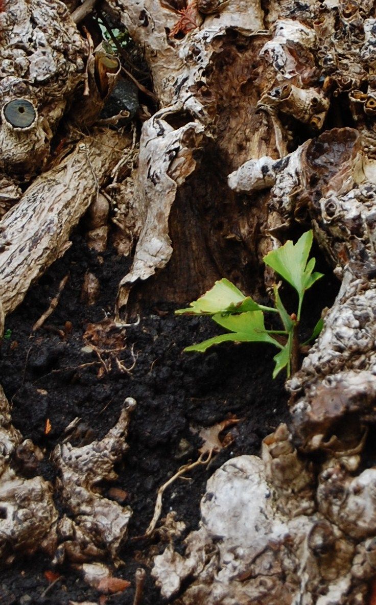 生きて大銀杏 ドナルド キーン先生のヒコバエ観 ジャーナリストの取材ノート 鎌倉