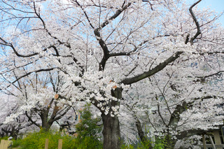 花見と明治神宮 @東京
