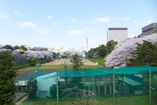 花見と明治神宮 @東京