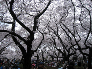 桜満開のお花見!「(こがねいこうえん)小金井公園」