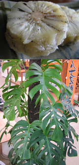 八丈島のモンステラ