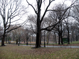 N.Y.のセントラル・パーク(Central park)
