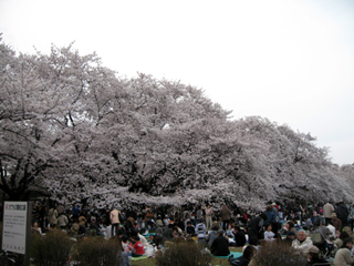 桜満開のお花見!「(こがねいこうえん)小金井公園」