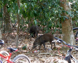 ǮӱӤդǻĤ֥ӥ乌岛Pulau Ubin 󥬥ݡ