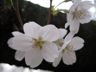 桜満開のお花見!「(こがねいこうえん)小金井公園」
