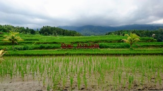 Bali��δѸ�̾��