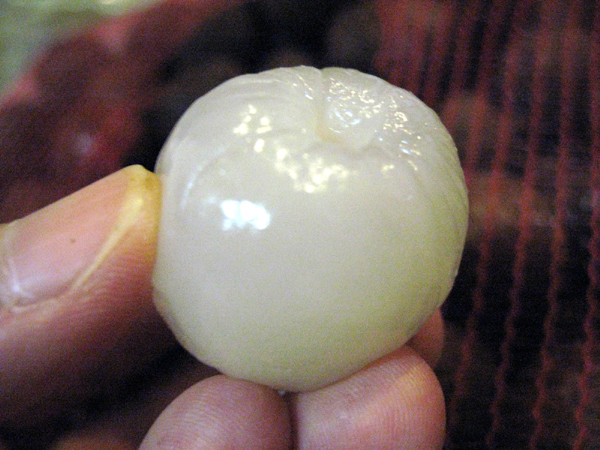 台湾産の生ライチ(レイシ、茘枝)を食す!
