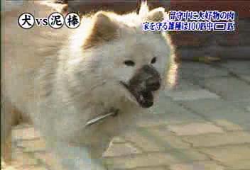 トリンビアの種 ミーちゃん自分が泥棒になってどーすんねん テキサスお気楽日記
